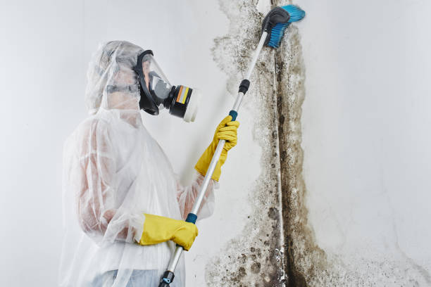 Best Post-Flood Mold Remediation in Morgantown, PA