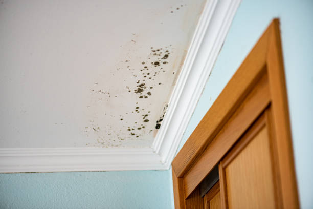 Best DIY Mold Remediation Support Services in Morgantown, PA
