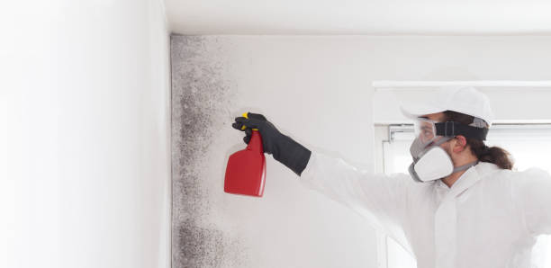 Best Black Mold Remediation in Morgantown, PA