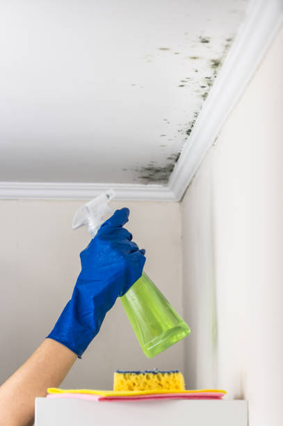 Best Bathroom Mold Remediation in Morgantown, PA