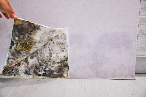 Best Mold Remediation for Schools in Morgantown, PA